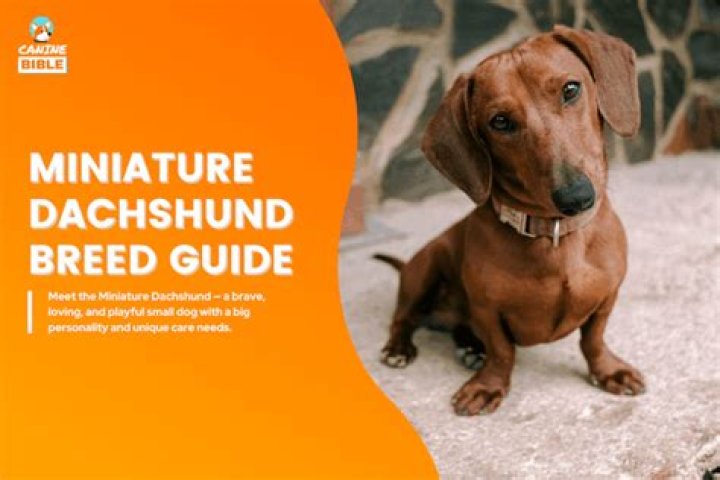 A Comprehensive Guide To Miniature Dachshund Lifespans