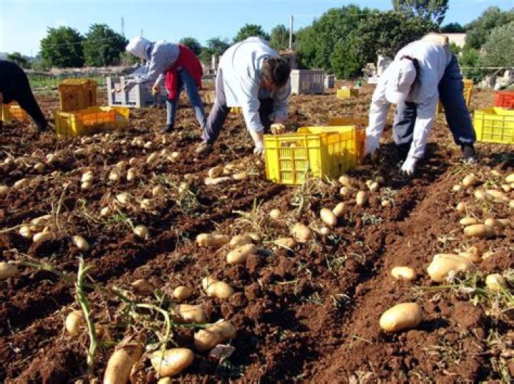 A Journey Into Traditional Italian Farming