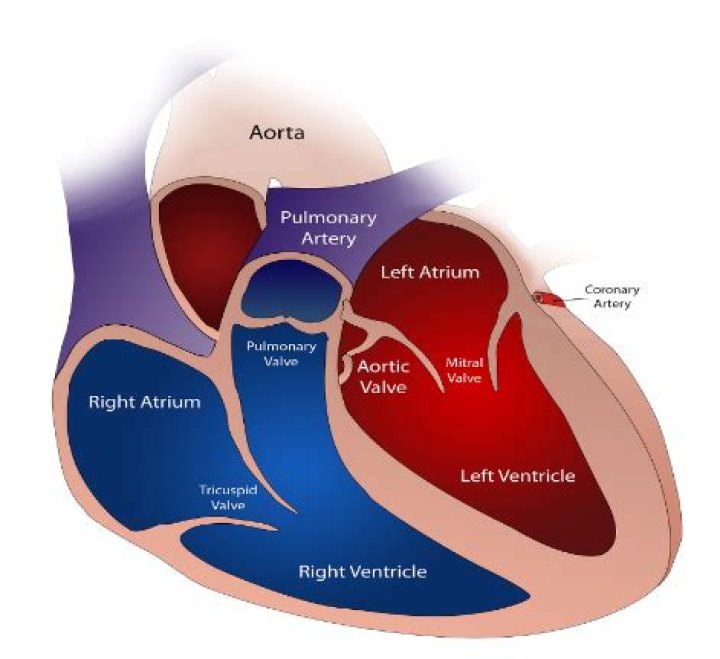 All arteries carry oxygenated blood... Trivia Answers