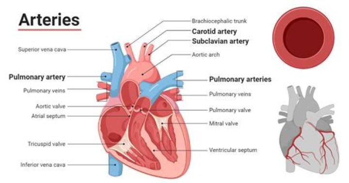 Arteries: Vessels That Carry Life Away From The Heart