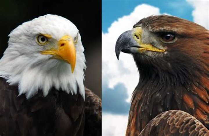Bald Eagle and Golden Eagle Tail Feathers