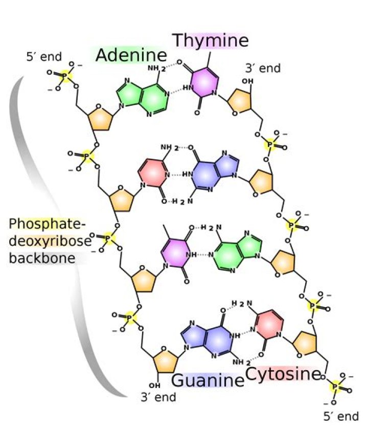 Chemical structures of DNA Hydrogen bonds shown as dotted lines (69