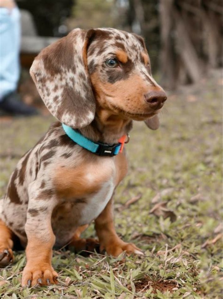 Dapple miniature dachshund ♥ Dapple dachshund puppy, Daschund puppies