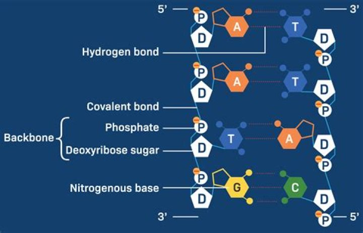 Disclosing The Types Of Chemical Bonds Essential For DNA Stability