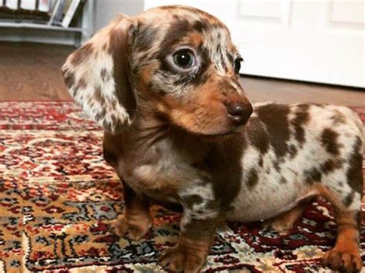Discover The Allure Of The Dapple Dachshund: A Comprehensive Guide