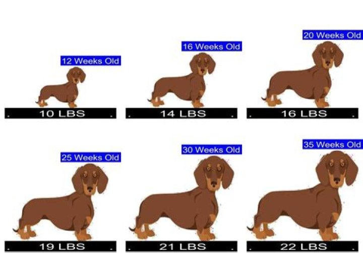 Discover The Optimal Weight For Your Miniature Dachshund: Unlocking Health And Well-being
