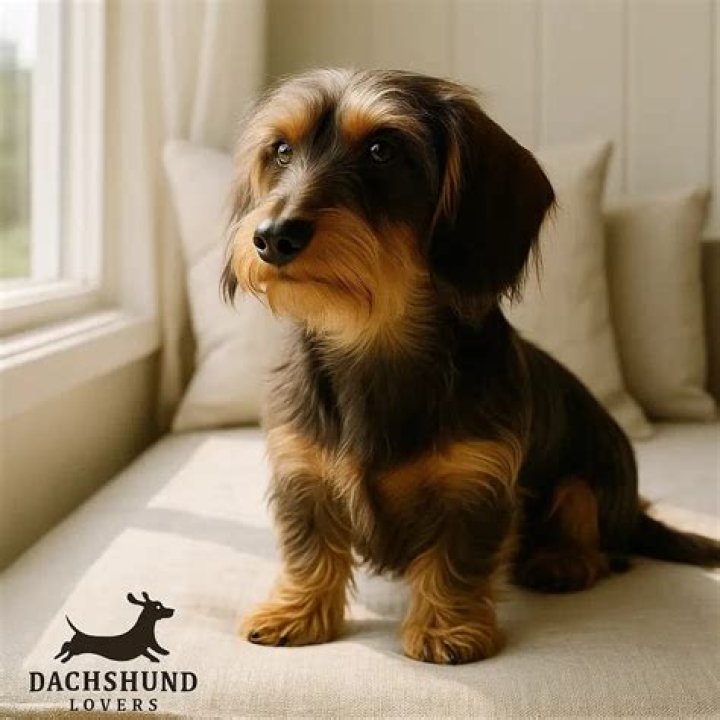 Discover The Secret To A Silky, Tangle-Free Dachshund Coat