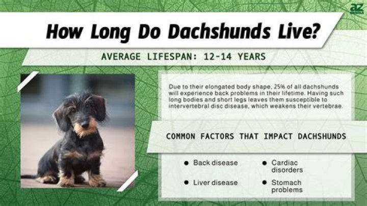 Discover The Surprising Lifespan Of The Beloved Dachshund: Unlocking Longevity Secrets