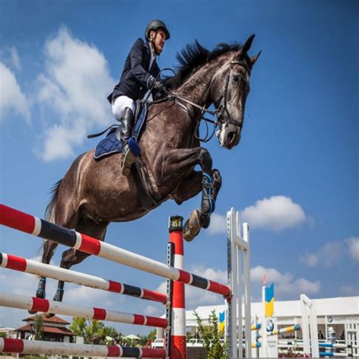 Discoveries And Insights For Equestrian Enthusiasts