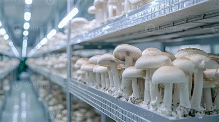 Discoveries And Insights For Mushroom Cultivation