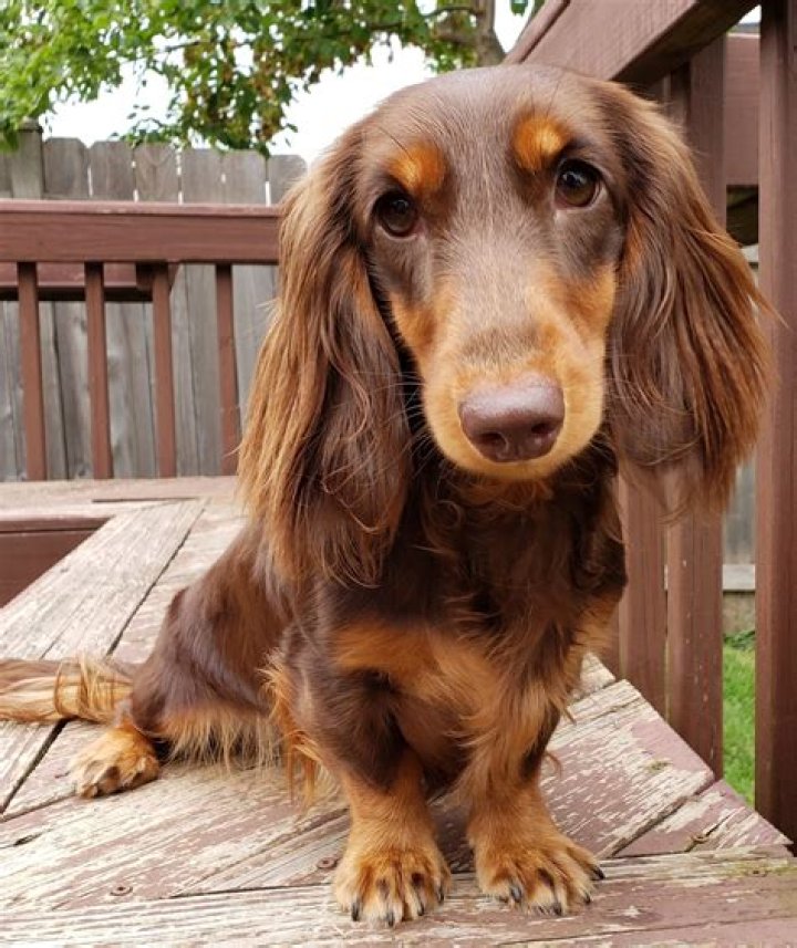 Discoveries In The World Of Long Haired Chocolate Dachshunds
