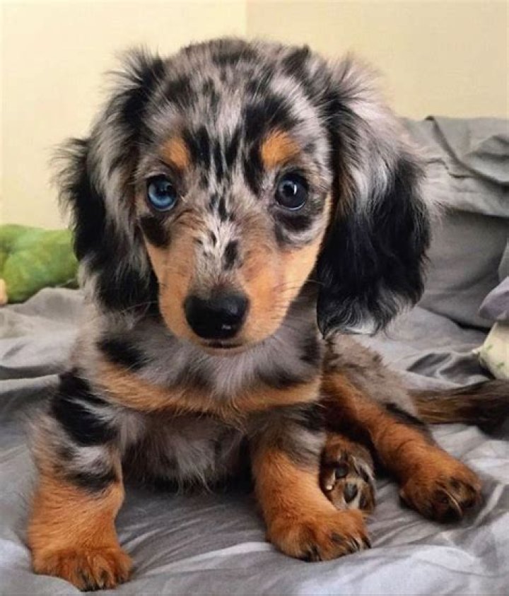 Dogs Longhaired Dapple Dachshund puppies, 7 weeks old photo WP49207