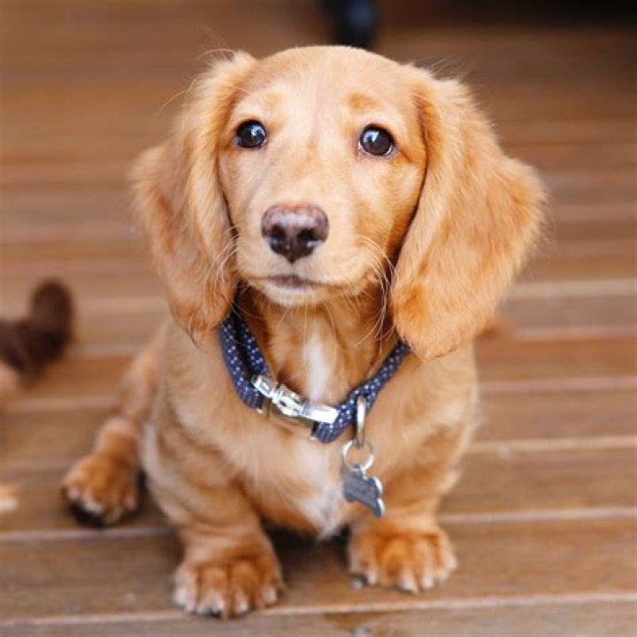 EE red long haired miniature dachshund Dachshund puppy long haired
