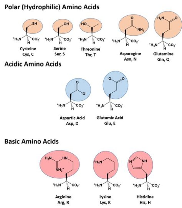 Essential Guide To Amino Acid Polarity: Understanding Molecular Interactions