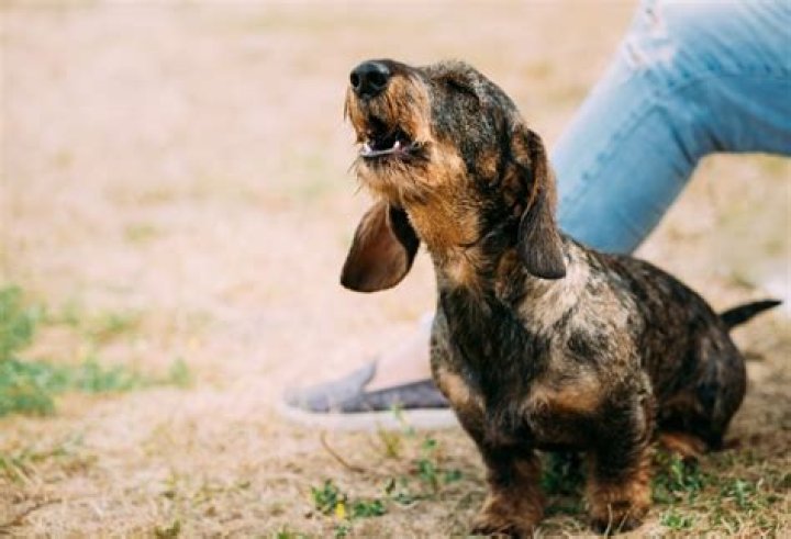 Exploring The Enigmatic Barking Behavior Of Dachshunds
