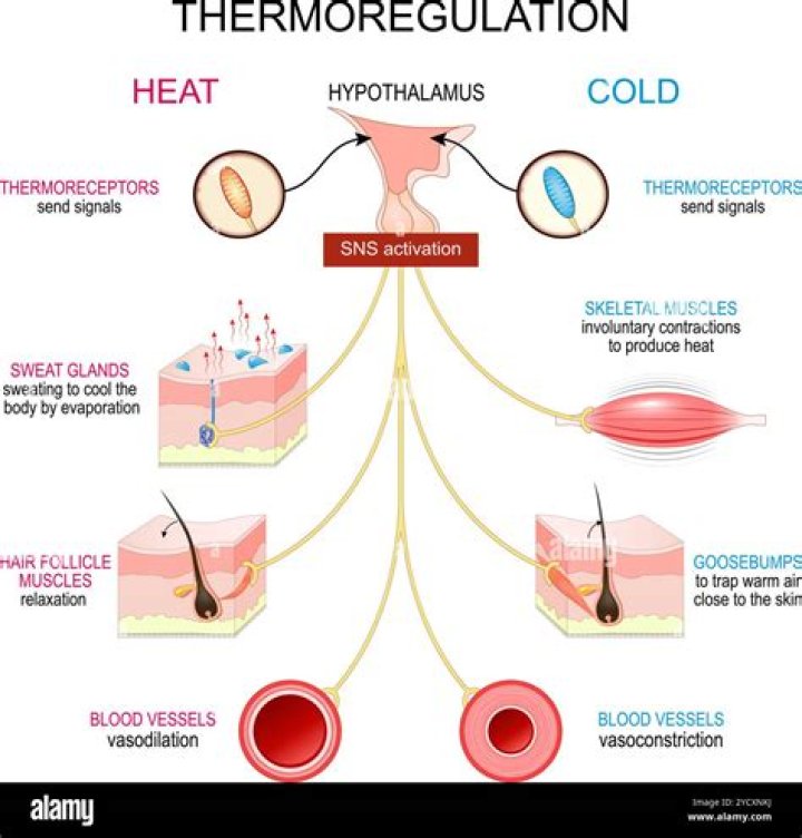 How is body temperature regulation in reptiles? DIY Seattle