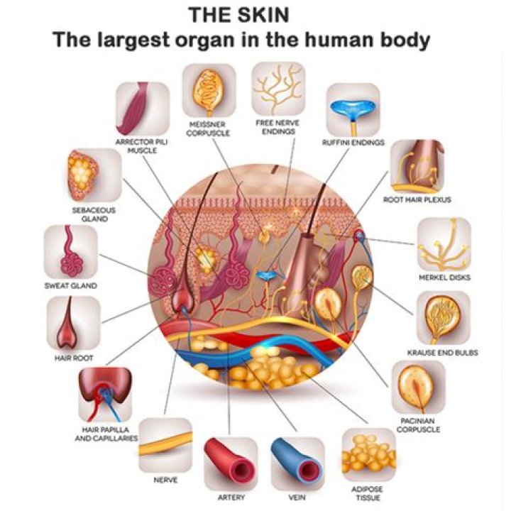 human body largest organ