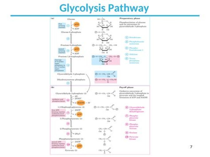 Is Glucose Organic: Breaking Down The Basics Of Biological Molecules