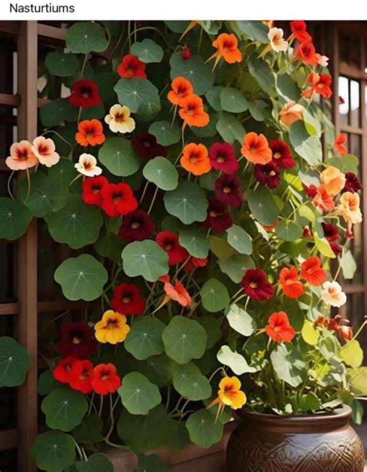 List 91+ Pictures Nasturtiums With The Painting "dance" I Completed