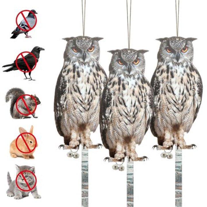 Owl Away: Effective Methods To Deter Birds Of The Night