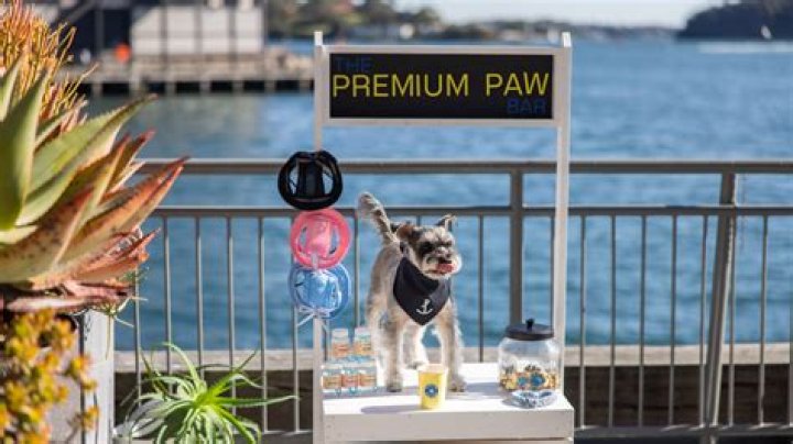 Paw Bar