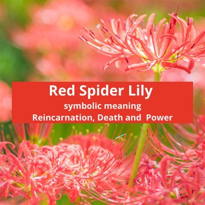 Red Spider Lily Meaning, Symbolism, and Proper Occasions AZ Animals