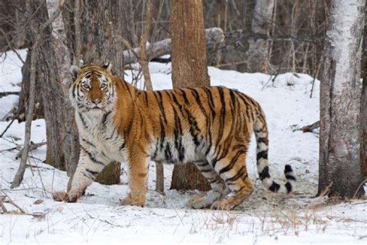 Siberian Tiger Habitat Elm Hill City Zoo Zoo YouTube