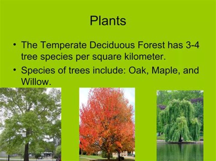 Temperate Deciduous Forest by Damian Brown