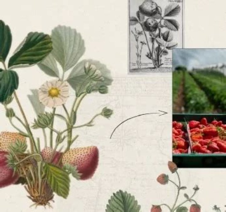 The Fascinating History Of Strawberries: Tracing Their Origins