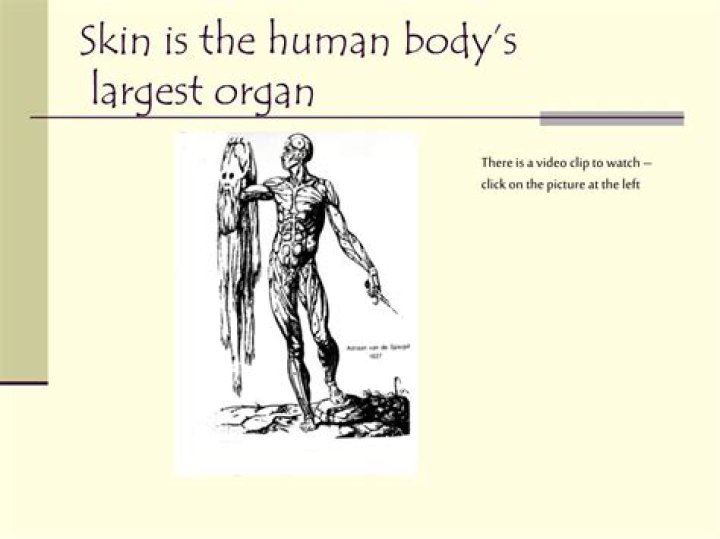 The Human Skin: Unveiling The Body's Largest Organ