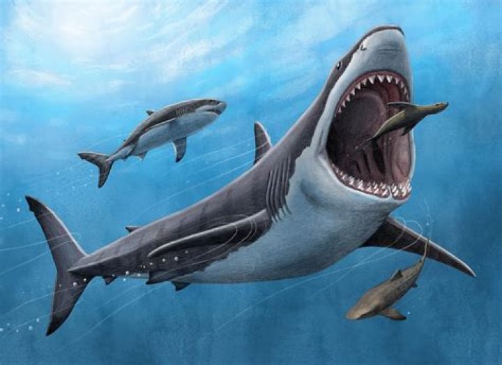 The Megalodon: Ancient Giant Shark Explored By NASA