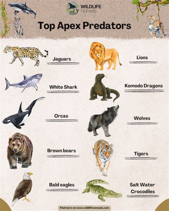 Top Predators: Animals That View Humans As Prey