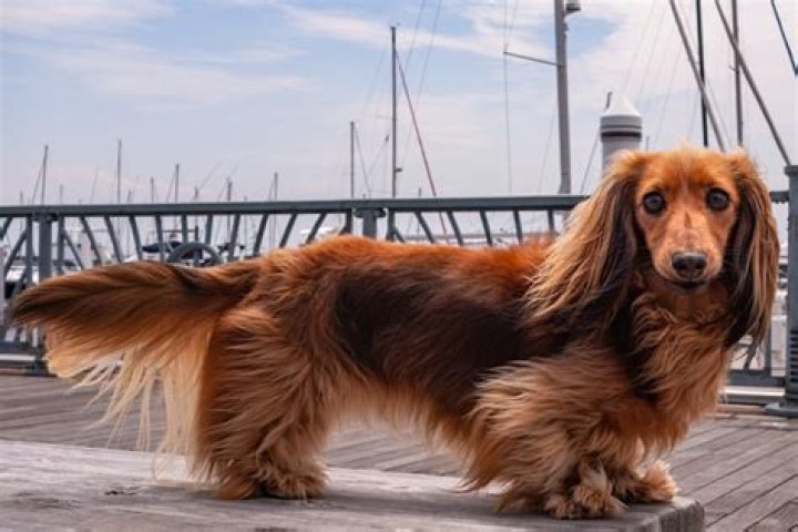 Uncover The Enchanting World Of Long Haired Doxen: Discoveries And Insights