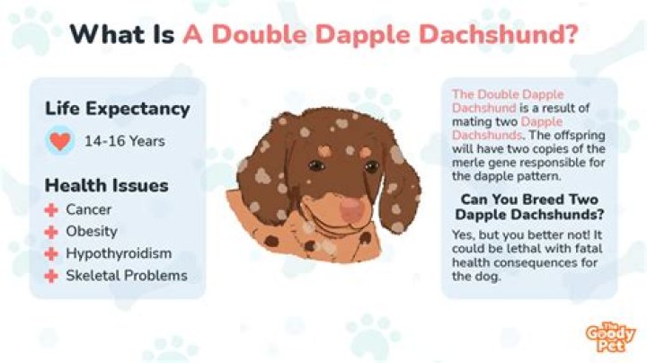 Uncover The Hidden Health Concerns Of Double Dapple Dachshunds: A Comprehensive Guide