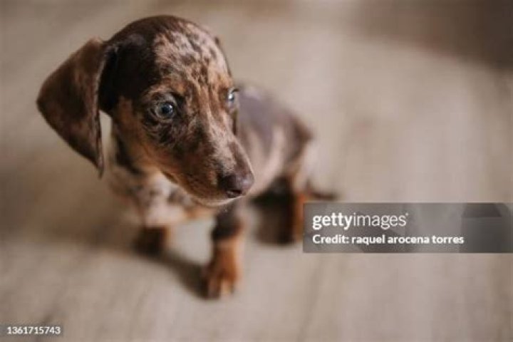 Uncover The Secrets Of The Enchanting Spotted Dachshund