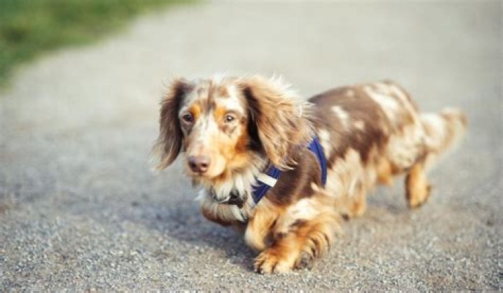 Uncover The Secrets Of The Long Haired Dachshund: A Journey Of Discovery