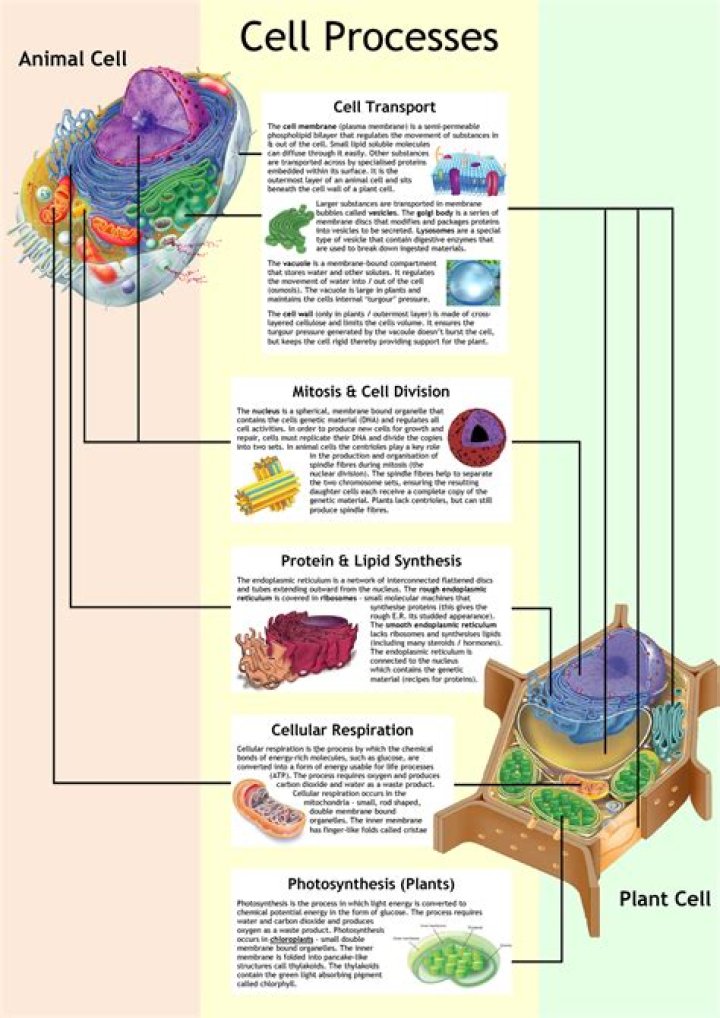 Understanding The Role Of FBOTc In Cellular Processes And Disease