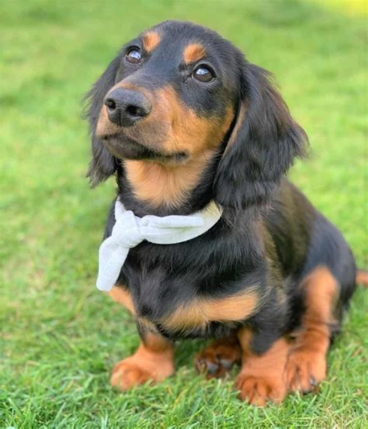 Unleash The Charms Of The Miniature Long Haired Dachshund