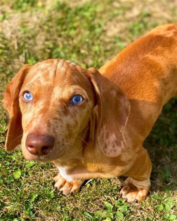 Unleash The Enchanting World Of Red Dapple Dachshund Long Hairs