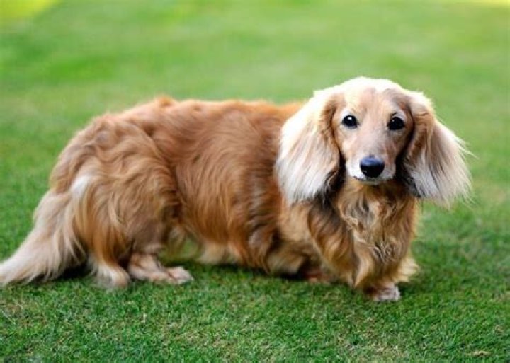 Unleash The Secrets Of The Endearing Long Haired Dachshund