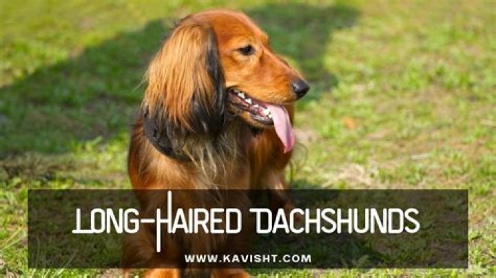 Unleash The Secrets Of The Long-Haired Dachshund: A Comprehensive Guide
