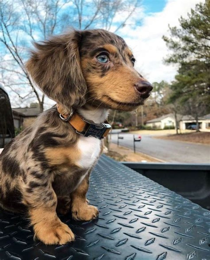 Unleash The Secrets Of The Mini Long Haired Dachshund: A Comprehensive Guide
