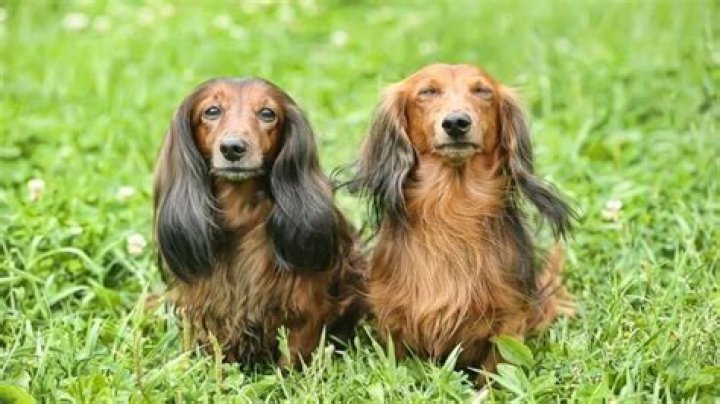 Unlock The Secrets Of Long Haired Dachshunds: A World Of Discoveries