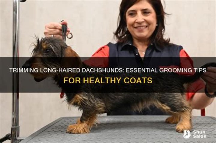Unlock The Secrets To Effortless Long Haired Dachshund Grooming