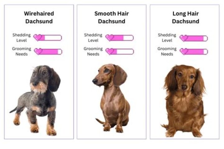 Unlock The Truth About Dachshund Shedding: Surprising Insights Revealed
