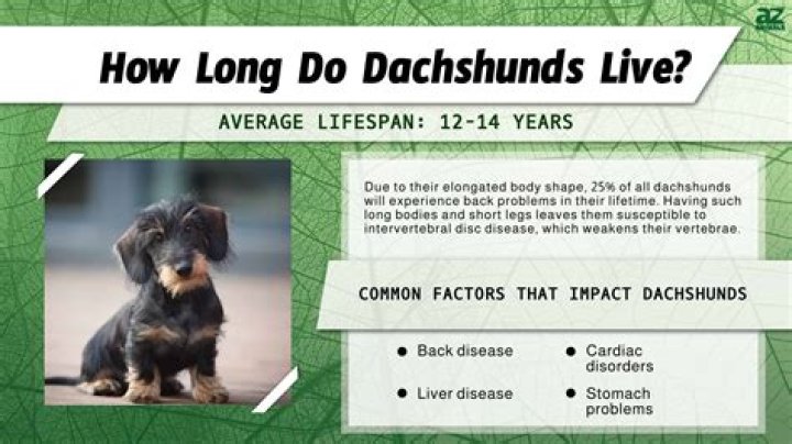 Unlocking The Lifespan Of Dachshunds