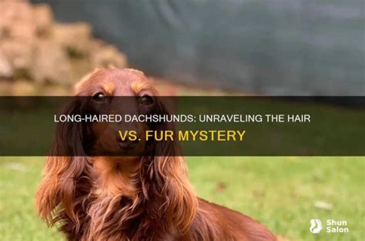 Unraveling The Enigma: Why Are Dachshunds Long?