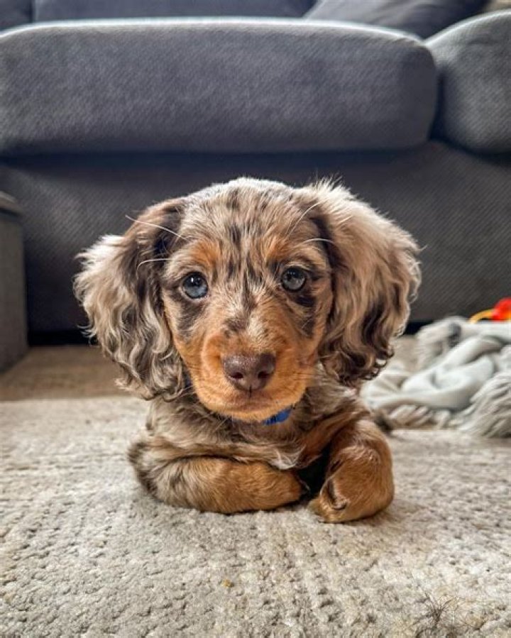 Unveil The Enchanting World Of Long Hair Dapple Mini Dachshunds