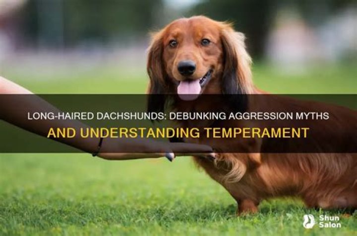 Unveil The Enchanting World Of Long Haired Dachshunds: Discoveries And Insights