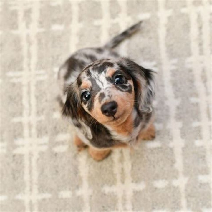 Unveil The Enchanting World Of Miniature Dapple Dachshunds: Discoveries And Insights